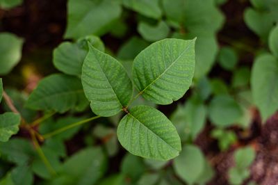 Poison Ivy Removal in Philadelphia, PA
