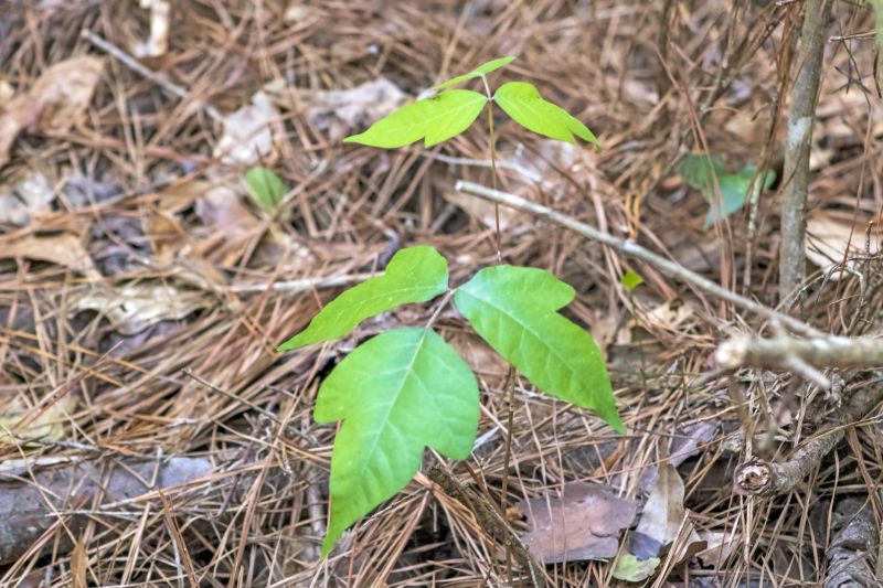 Poison Ivy Removal in West Chester, PA