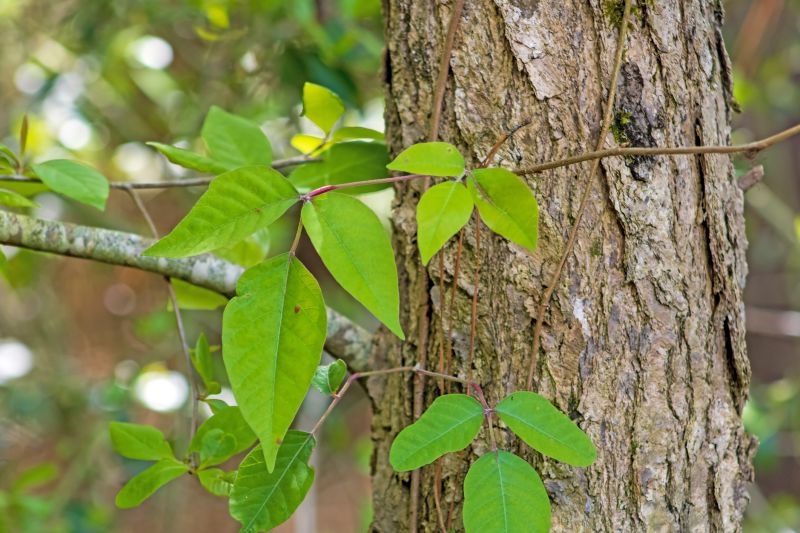Poison Oak Removal in Philadelphia, PA