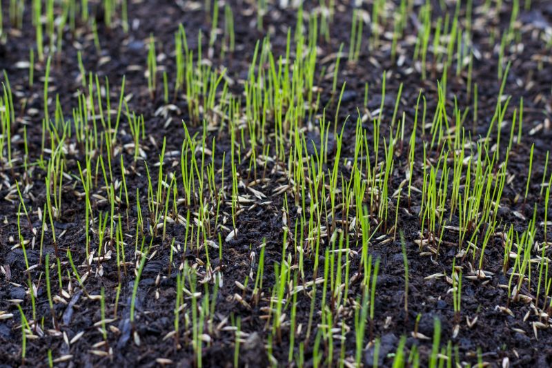 Bermuda Grass Seeding in Ventura County, CA