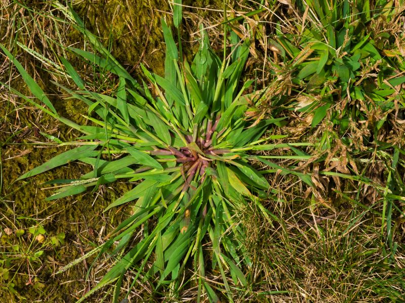 Crabgrass Prevention in Aiken, SC