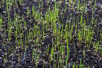 Fall Lawn Seeding in Honolulu, HI
