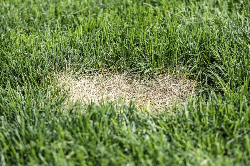 Grass Treatment in Honolulu, HI