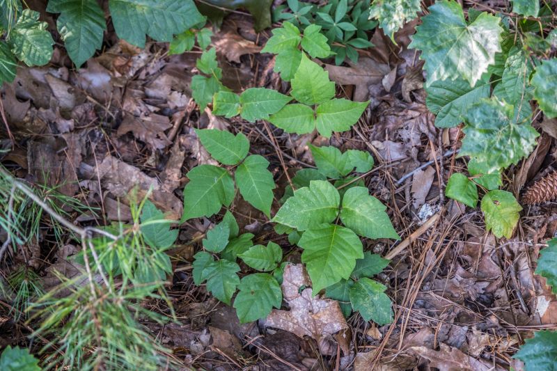 Hemlock Removal in Newark, DE