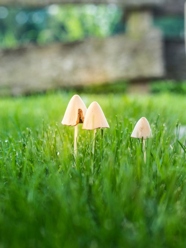 Lawn Moss Control in Honolulu, HI