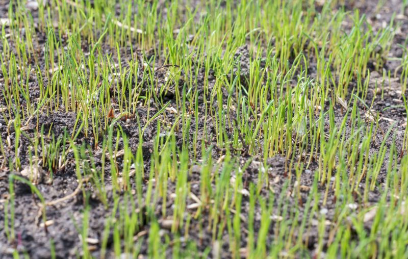 Lawn Reseeding Service in Ventura County, CA