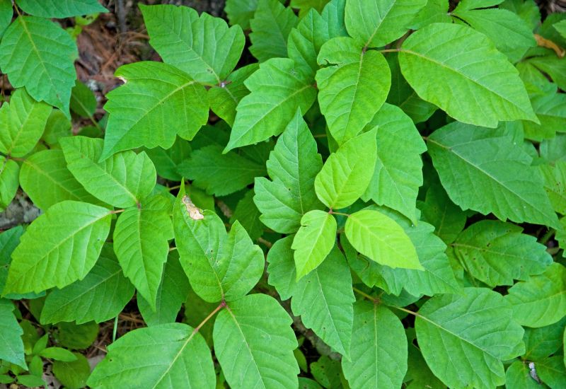 Poison Ivy Removal in Allentown, PA