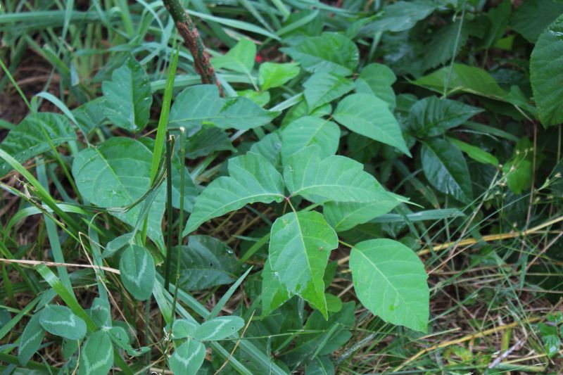 Poison Ivy Removal in Allentown, PA