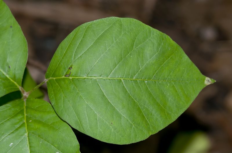Poison Ivy Removal in Lancaster County, PA