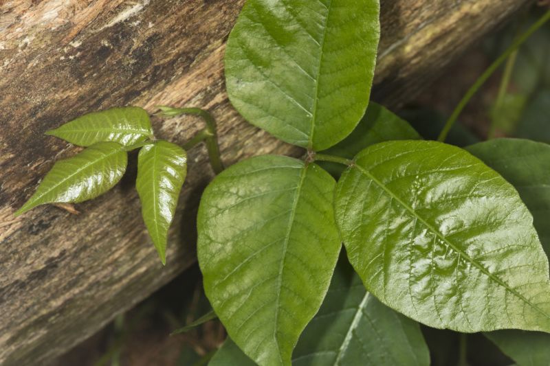 Poison Ivy Removal in Bel Air, MD