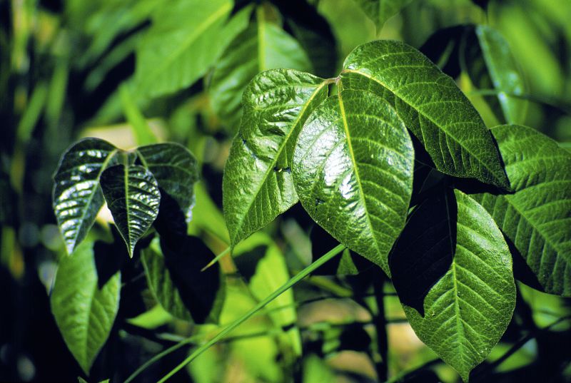 Poison Ivy Removal in Montgomery County, PA
