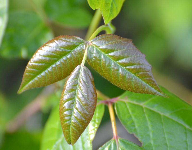Poison Ivy Removal in Montgomery County, PA
