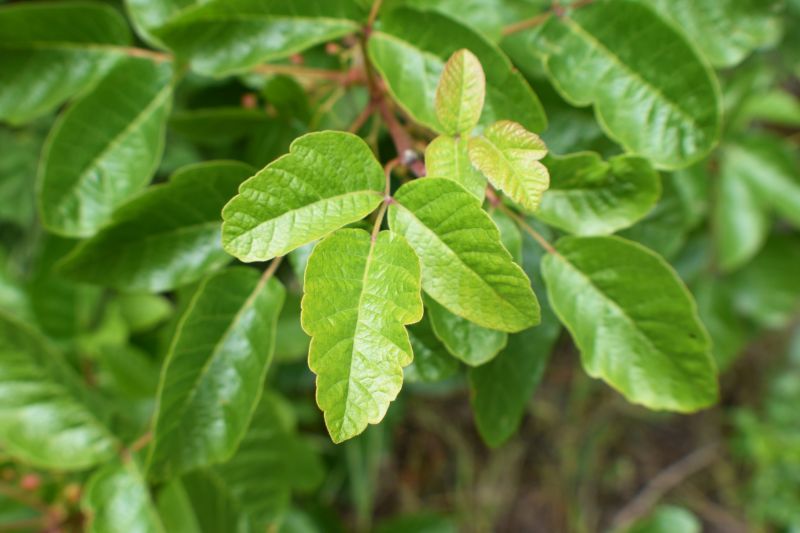 Poison Oak Removal in Philadelphia, PA