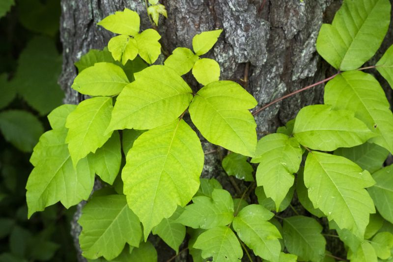 Poison Oak Removal in West Chester, PA