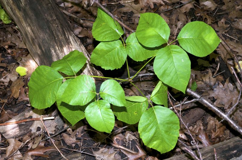 Poison Oak Removal in Delaware County, PA
