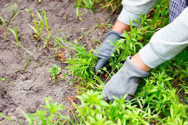 Poison Oak Removal in Wilmington, DE